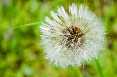 Sonbahar güneşli bir günde fidanlıkta yaprak döken bitkiler. Güneş tarafından aydınlatılan karahindiba çiçeği.