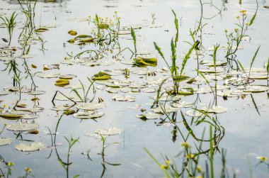 Novi Sad, Sırbistan - 28 Nisan. 2019: Novi Sad 'ın banliyöleri, Petrovaradin yılın bahar döneminde. Petrovaradin ve Bay Karlovac arasındaki bataklık panoraması, Novi Sad şehri yakınlarında..