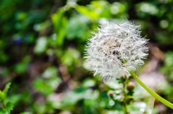 Baumschule Laubgehölze Herbst Sonnigen Tag Von Der Sonne Beleuchtete Löwenzahnblume — Stockfoto