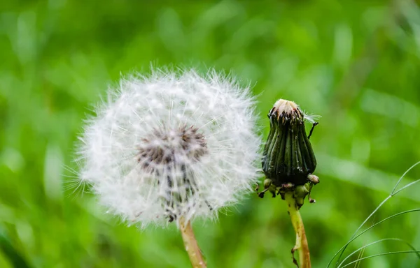 Baumschule Laubgehölze Herbst Sonnigen Tag Von Der Sonne Beleuchtete Löwenzahnblume — Stockfoto