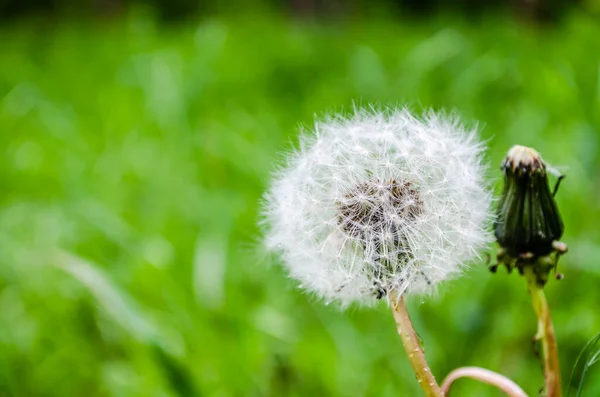 Baumschule Laubgehölze Herbst Sonnigen Tag Von Der Sonne Beleuchtete Löwenzahnblume — Stockfoto