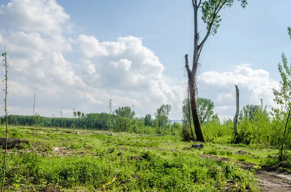 Novi Sad Serbia Aprile 2019年 Novi Sad的郊区 Petrovaradin在今年春季 计划在Novi Sad附近Petrovaradin多瑙河河岸的Vojvodina砍伐森林 — 图库照片