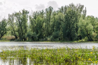 Novi Sad, Sırbistan - 28 Nisan. 2019: Novi Sad 'ın banliyöleri, Petrovaradin yılın bahar döneminde. Petrovaradin ve Bay Karlovac arasındaki bataklık panoraması, Novi Sad şehri yakınlarında..