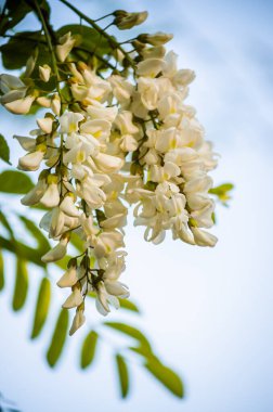Novi Sad, Sırbistan - 28 Nisan. 2019: Novi Sad 'ın banliyöleri, Petrovaradin yılın bahar döneminde. Zengin çiçekler akasya Robinia psödoacia. Siyah çekirge, taze ama kokulu bal için nektar kaynağı..