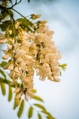 Novi Sad, Sırbistan - 28 Nisan. 2019: Novi Sad 'ın banliyöleri, Petrovaradin yılın bahar döneminde. Zengin çiçekler akasya Robinia psödoacia. Siyah çekirge, taze ama kokulu bal için nektar kaynağı..