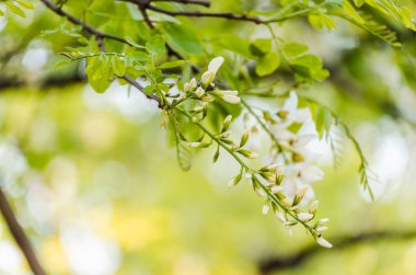 Novi Sad, Sırbistan - 28 Nisan. 2019: Novi Sad 'ın banliyöleri, Petrovaradin yılın bahar döneminde. Zengin çiçekler akasya Robinia psödoacia. Siyah çekirge, taze ama kokulu bal için nektar kaynağı..