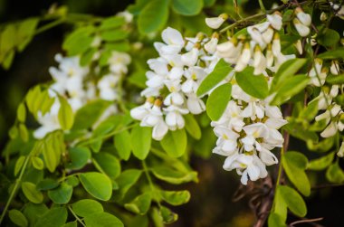 Novi Sad, Sırbistan - 28 Nisan. 2019: Novi Sad 'ın banliyöleri, Petrovaradin yılın bahar döneminde. Zengin çiçekler akasya Robinia psödoacia. Siyah çekirge, taze ama kokulu bal için nektar kaynağı..