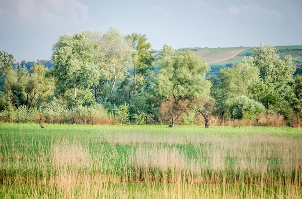 Novi Sad, Serbia - Aprile 28. 2019: Suburbs of Novi Sad, Petrovaradin in the spring period of the year. Panorama of the swamp between Petrovaradin and Sr. Karlovac, near the city of Novi Sad.