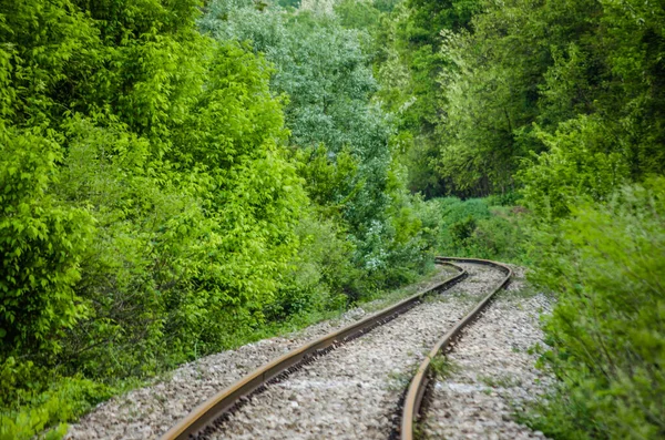 Novi Sad Serbia Aprile 2019 Train Tracks Forest Railway Stretches — Stock Photo, Image