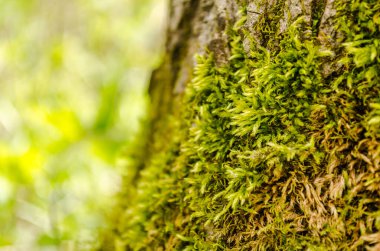 Bahar ormanındaki ağaç kabuğu yeşil yosunlarla kaplı..