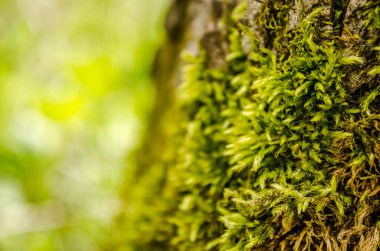 Bahar ormanındaki ağaç kabuğu yeşil yosunlarla kaplı..