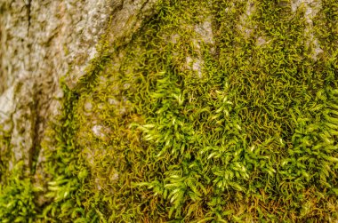 Bahar ormanındaki ağaç kabuğu yeşil yosunlarla kaplı..