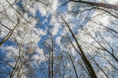 Kışın Novi Sad yakınlarındaki Petrovaradin 'de Tuna Nehri kıyısındaki orman.