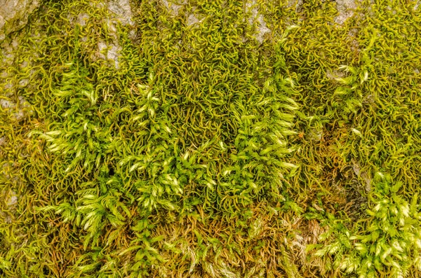 Tree Bark Spring Forest Covered Green Moss — Stock Photo, Image