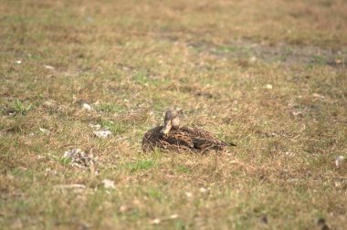 Doğal ortamlarında vahşi ördekler 