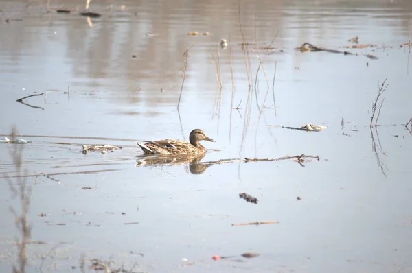 Canards Sauvages Dans Leur Environnement Naturel — Photo