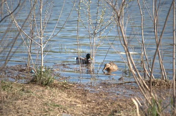 Canards Sauvages Dans Leur Environnement Naturel — Photo