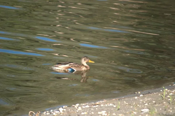 Wildenten Ihrer Natürlichen Umgebung — Stockfoto