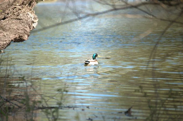 Patos Selvagens Seu Ambiente Natural — Fotografia de Stock