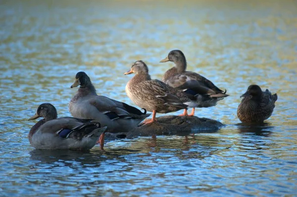 Patos Salvajes Entorno Natural — Foto de Stock