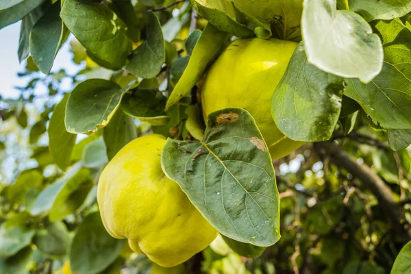 Pigwa Gałęzi Organiczne Pigwy Dojrzewają Gałęziach Jesienią — Zdjęcie stockowe