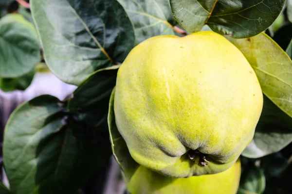 Quince Tak Biologische Kweepeer Rijp Tak Het Najaar — Stockfoto