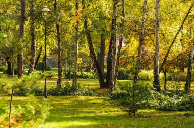 Yılın sonbahar döneminde Novi Sad 'daki şehir parkı. Şehir parkında güneşli ağaçlarla dolu sonbahar manzarası
