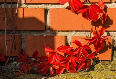 Novi Sad, Sırbistan - 22 Ekim 2015: Novi Sad kentinin kenar mahalleleri. Kırmızı tuğlalı çit, kırmızı yabani sarmaşıklarla kaplı..