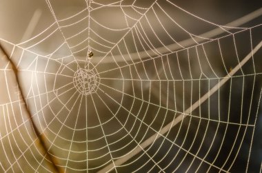 Çiy damlaları serpiştirilmiş örümcek ağı.