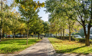 Sırbistan 'ın Novi Sad kentindeki parklardan birinde sonbahar ağaçları 
