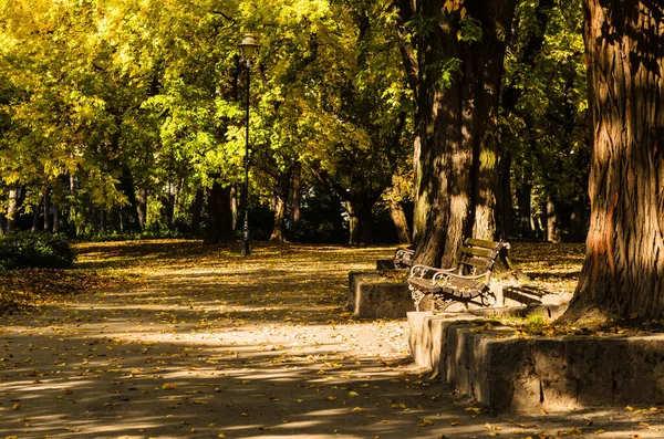 City park in Novi Sad in the autumn period of the year. Autumn landscape with sunny trees in the city park