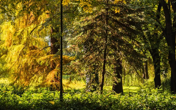 City park in Novi Sad in the autumn period of the year. Autumn landscape with sunny trees in the city park