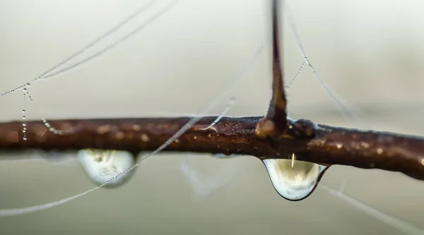 Cobweb Espolvoreada Con Gotas Rocío — Foto de Stock