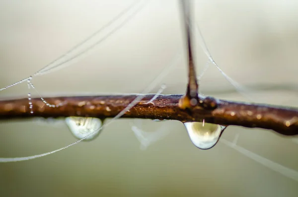 Cobweb Espolvoreada Con Gotas Rocío — Foto de Stock