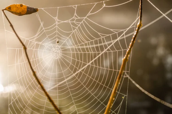 Cobweb Espolvoreada Con Gotas Rocío — Foto de Stock