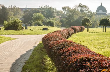 Sırbistan 'ın Novi Sad kentindeki parklardan birinde sonbahar ağaçları 