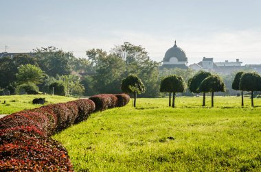 Sırbistan 'ın Novi Sad kentindeki parklardan birinde sonbahar ağaçları 