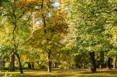 Sırbistan 'ın Novi Sad kentindeki parklardan birinde sonbahar manzarası 