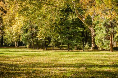 Sırbistan 'ın Novi Sad kentindeki parklardan birinde sonbahar manzarası 