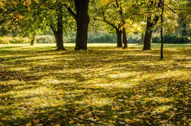 Sırbistan 'ın Novi Sad kentindeki parklardan birinde sonbahar manzarası 