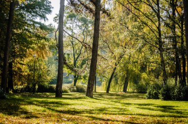 Sırbistan 'ın Novi Sad kentindeki parklardan birinde sonbahar manzarası 