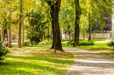 Sırbistan 'ın Novi Sad kentindeki parklardan birinde sonbahar manzarası 