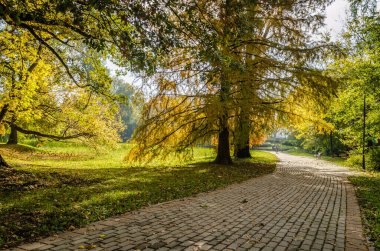 Sırbistan 'ın Novi Sad kentindeki parklardan birinde sonbahar ağaçları arasında yürüyüş izleri 