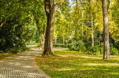 Sırbistan 'ın Novi Sad kentindeki parklardan birinde sonbahar ağaçları arasında yürüyüş izleri 