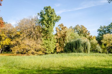 Sırbistan 'ın Novi Sad kentindeki parklardan birinde sonbahar ağaçları 