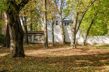 Sırbistan 'ın Novi Sad kentindeki parklardan birinde sonbahar ağaçları 