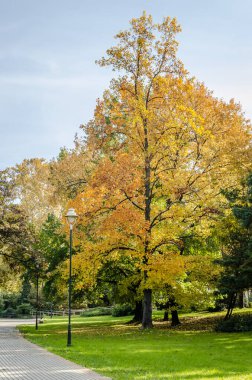 Sırbistan 'ın Novi Sad kentindeki parklardan birinde sonbahar ağaçları 