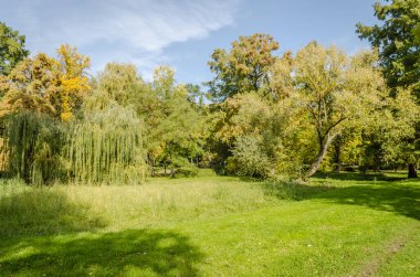 Sırbistan 'ın Novi Sad kentindeki parklardan birinde sonbahar ağaçları 