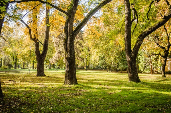Sırbistan 'ın Novi Sad kentindeki parklardan birinde sonbahar manzarası 