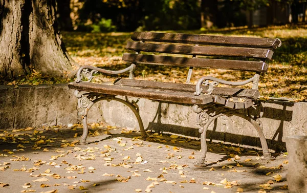 Herbstbäume Einem Der Parks Der Stadt Novi Sad Serbien — Stockfoto